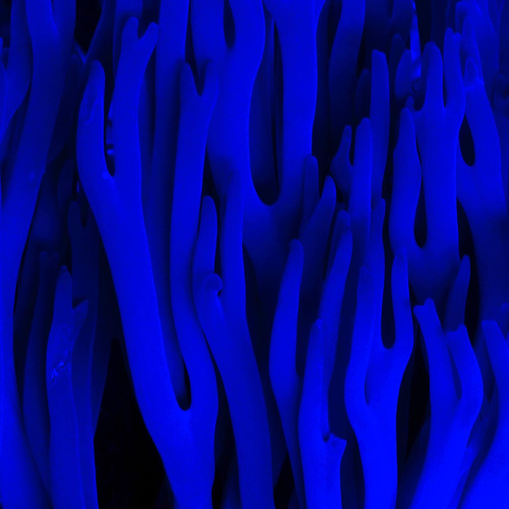 peu-de-rata2-blau-1x1